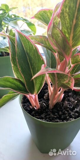Аглаонема Крит