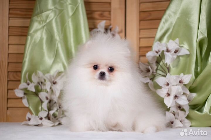 Шпиц девочка пом