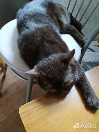 Шотландский кот вязка