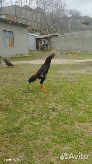 Бойцовые петухи