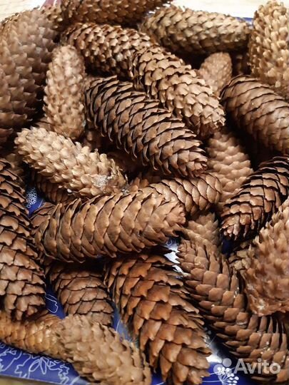 Шишки разные для декора и творчества