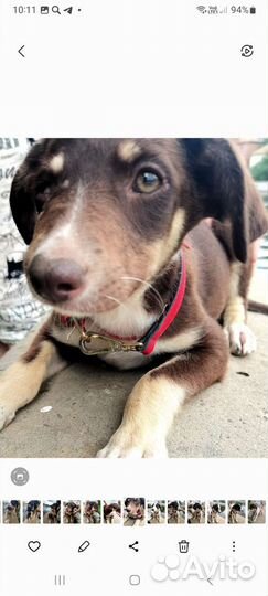 Собака в добрые руки