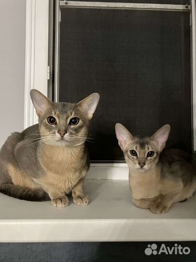 Абиссинские котята