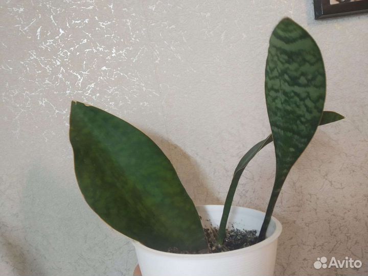 Сансевиерия массониана, яваника