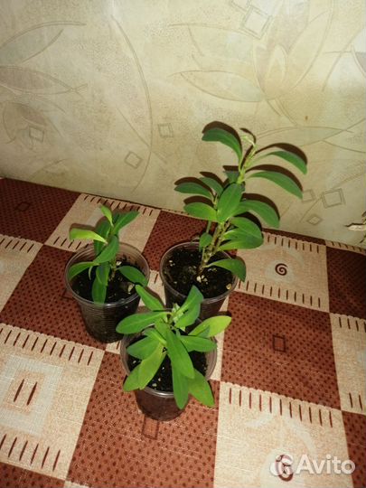 Комнатные растения