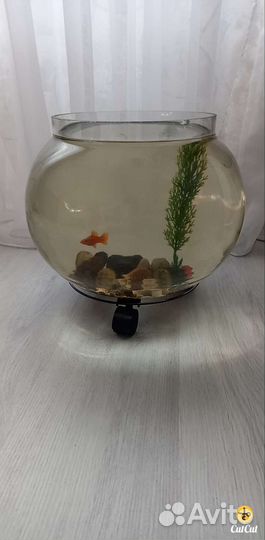 Аквариум