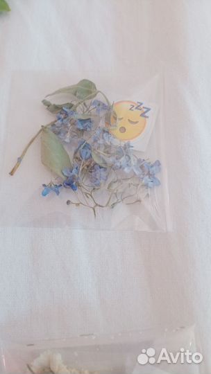 Сухоцветы для творчества