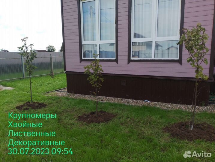 Рябина красная саженцы 150-200см