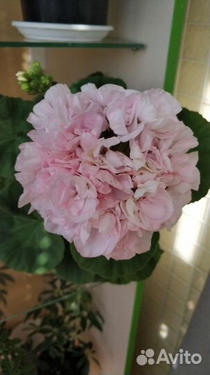 Пеларгонии сортовые