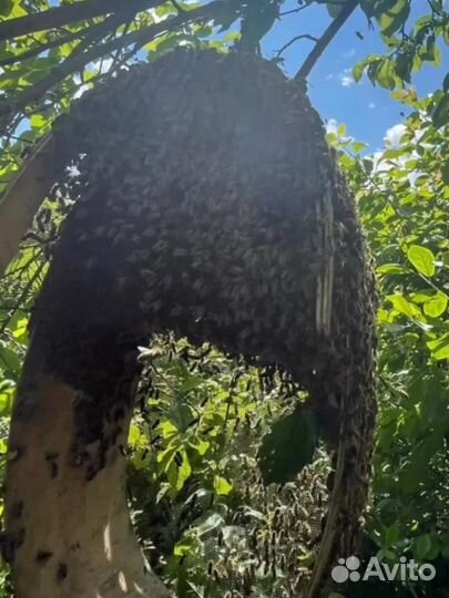 Ульи с пчелами и пчелиные семьи
