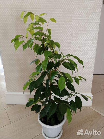 Фикус бенджамина Эстер
