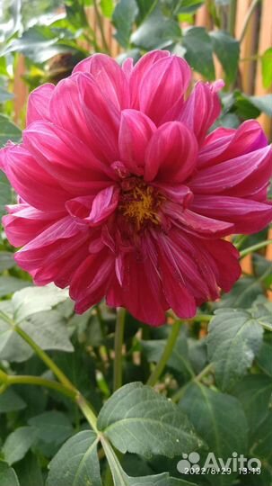 Георгины деленки и клубни