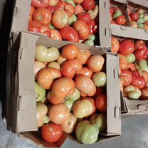 Виноград для вино