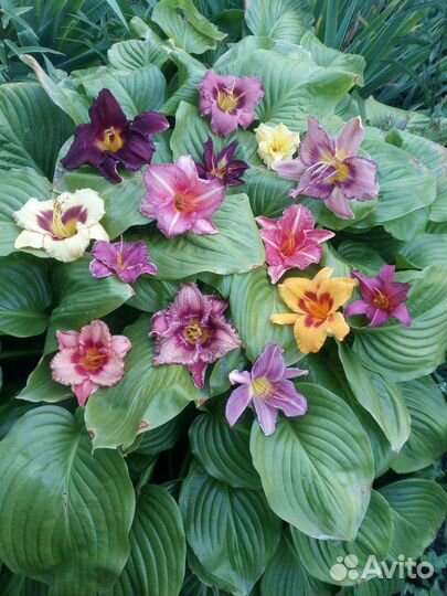 Лилейники сортовые