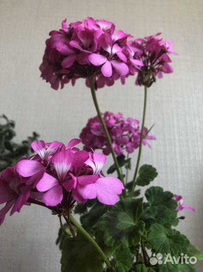 Герань пеларгония розовая