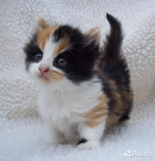 Трехцветная кошечка