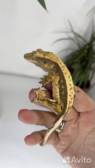 Бананоед Pinstripe самка