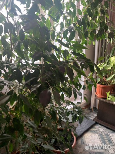 Продам растения