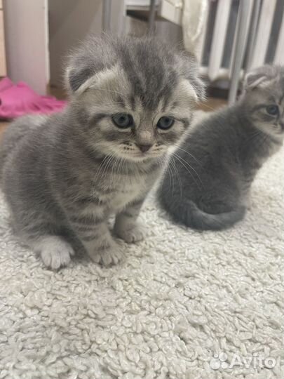 Шотландские котята