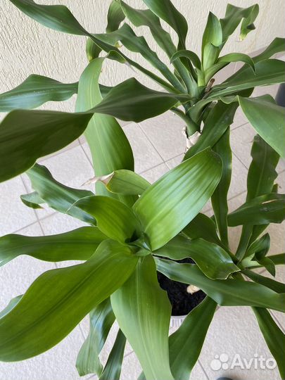 Драцена душистая /фрагранс