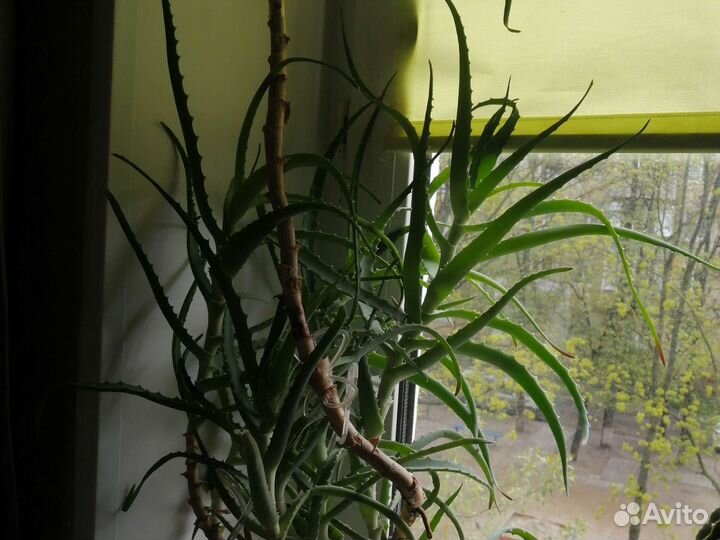 Алоэ алое 4 года