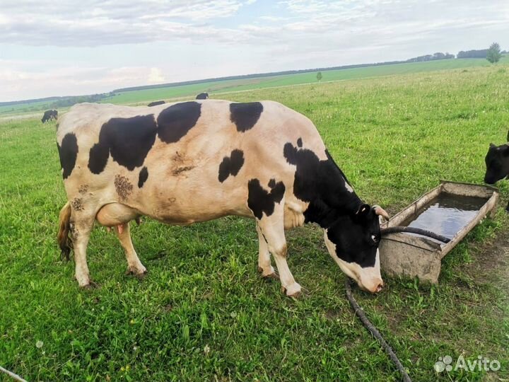 Корова дойная с теленком