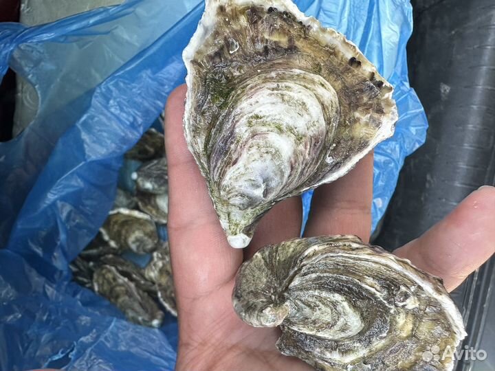 Живые устрицы
