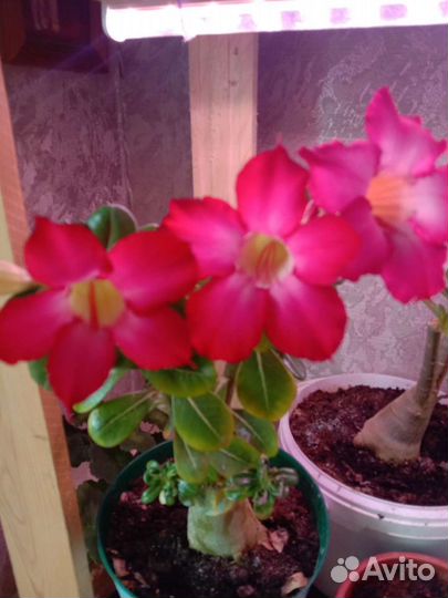 Адениум -роза пустыни