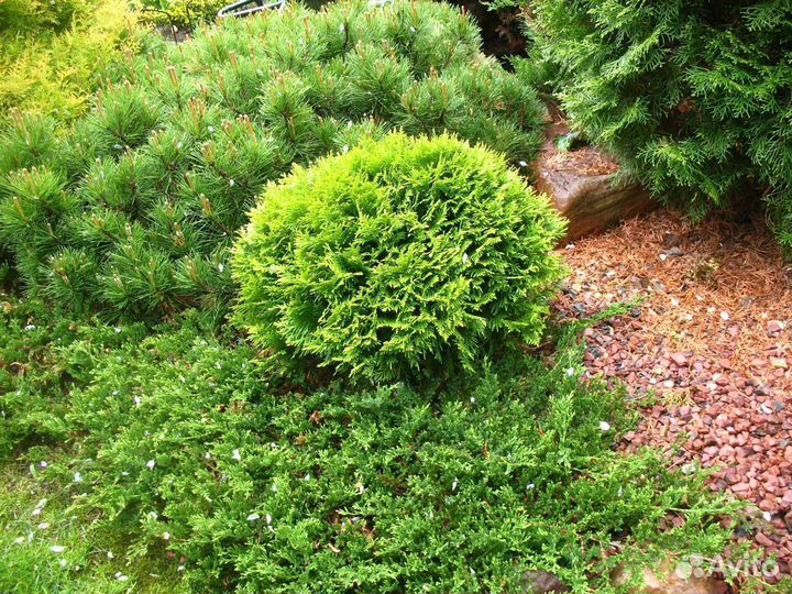 Туя западная Мирьям шаровидная 30-40см