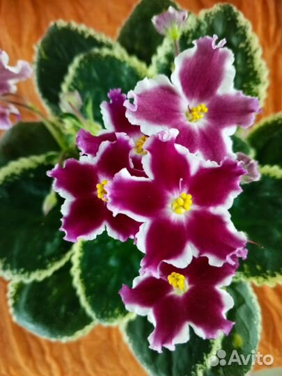 Хойя карноза