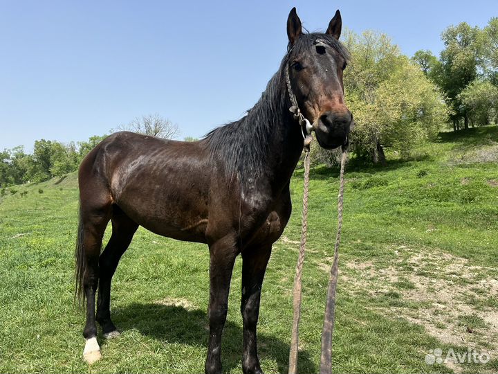 Карачаевский жеребец