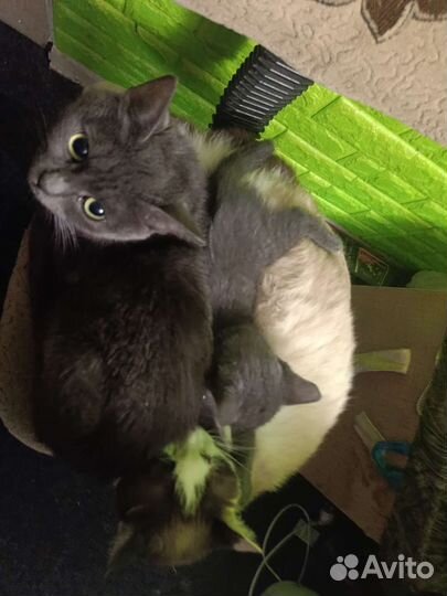 Кошка