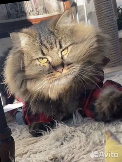 Кот в добрые руки