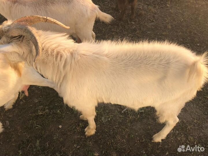 Козел зааненский