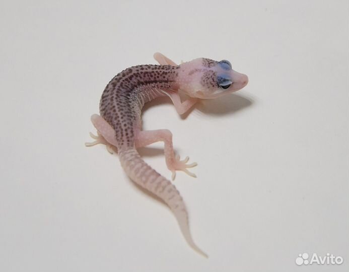 Эублефары Super Pied/BN/BA самки