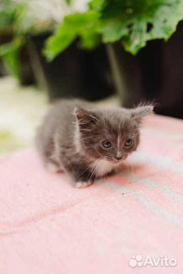 Маленький котёнок 2 мес. в поисках дома