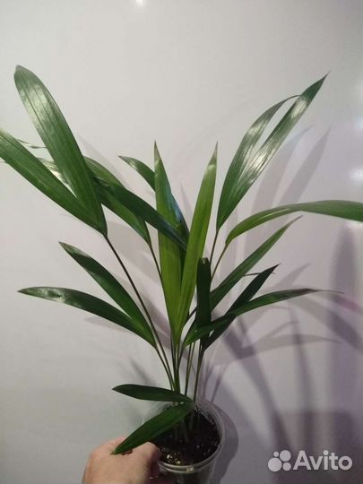 Пальма Дипсис