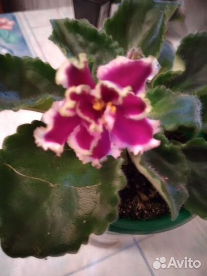 Фиалки сортовые стрептокарпусы