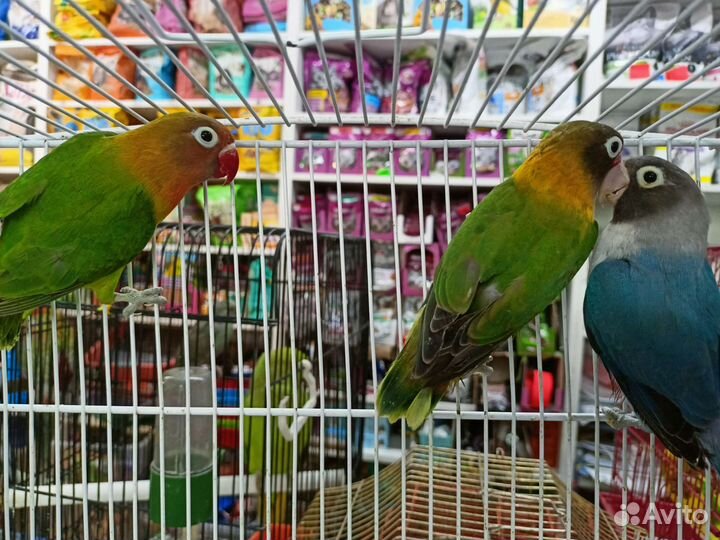 Попугай, неразлучники