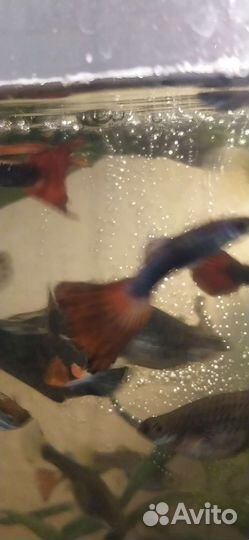 Аквариумные рыбки гуппи