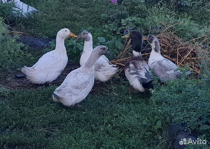 Утки адигель