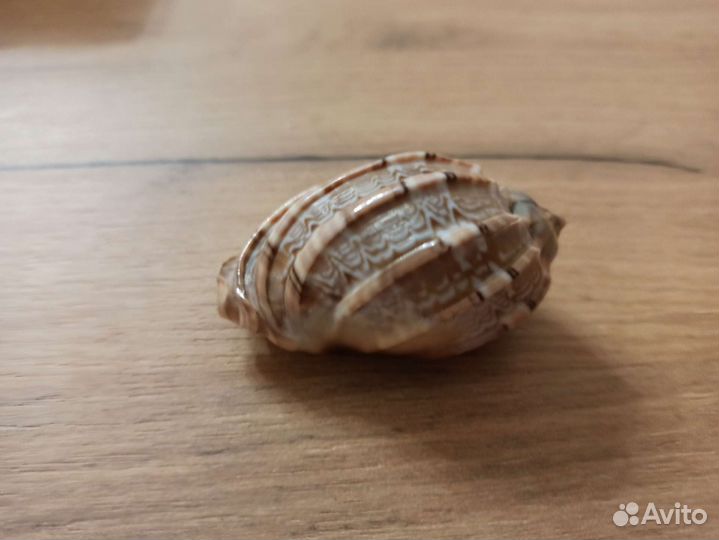 Морская раковина
