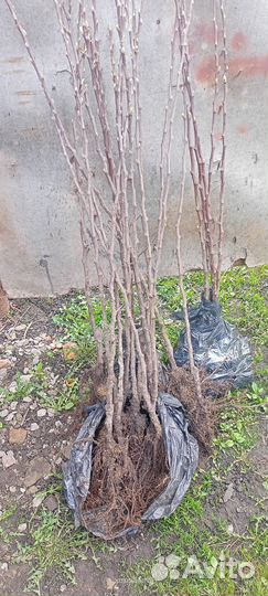 Саженцы яблони