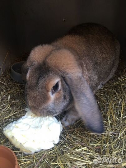 Кролики породы французский баран