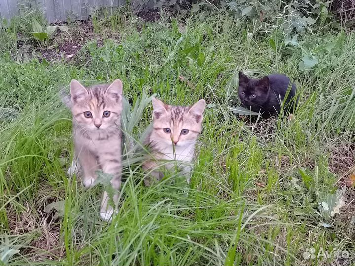 Кошка в дар бесплатно