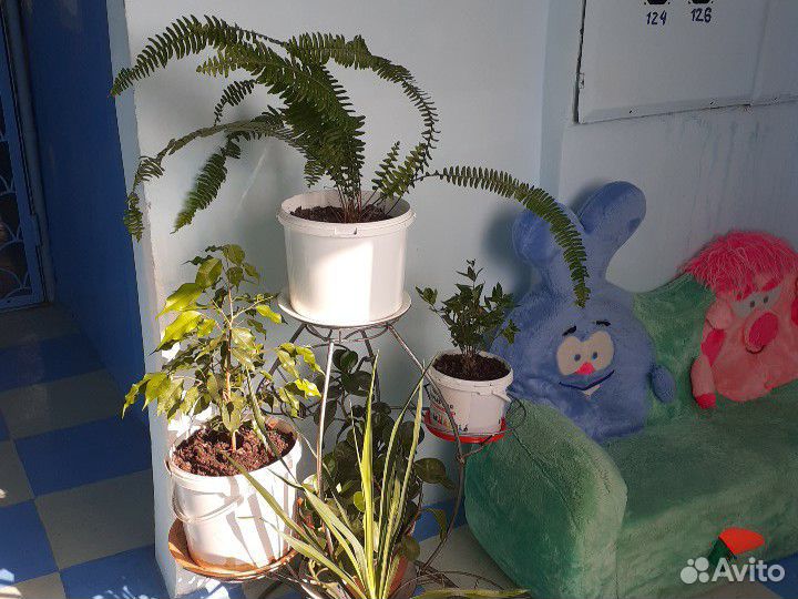 Цветы комнатные