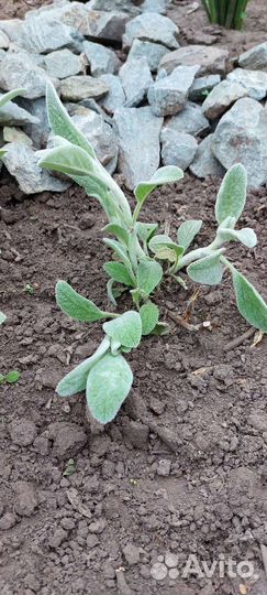 Чистец Заячьи ушки