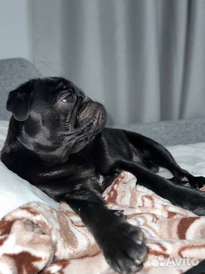 Мопс вязка мальчик