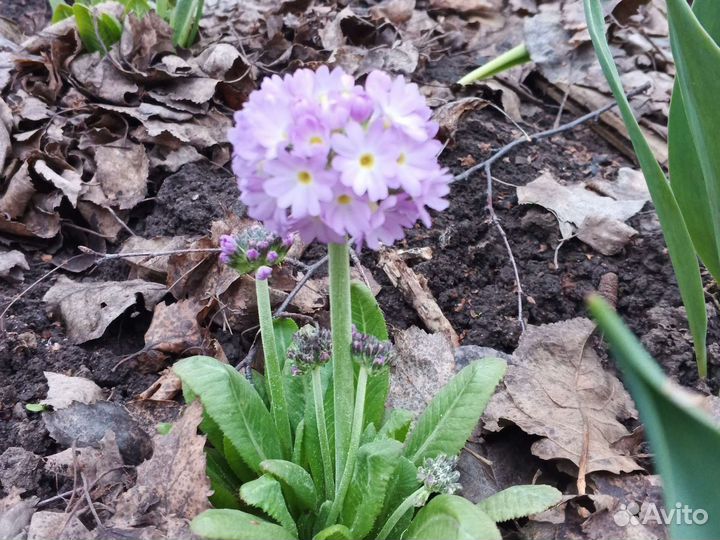 Примула зубчатая