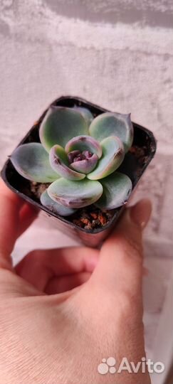 Редкие суккуленты
